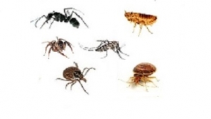 Axobio - Reconnaître les insectes qui piquent - Piqûres symptômes.